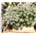 香雪球种子四季播种开花耐寒宿根花卉室外庭院景观工程绿化