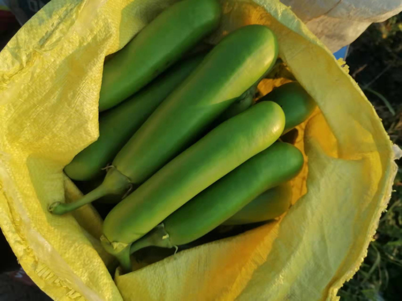 【精品】当天现摘，基地直发，表皮光滑，货源稳定！