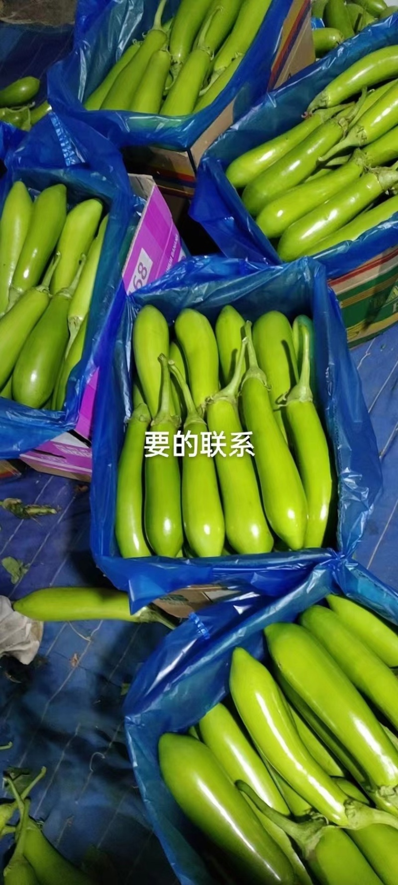 【精品】当天现摘，基地直发，表皮光滑，货源稳定！