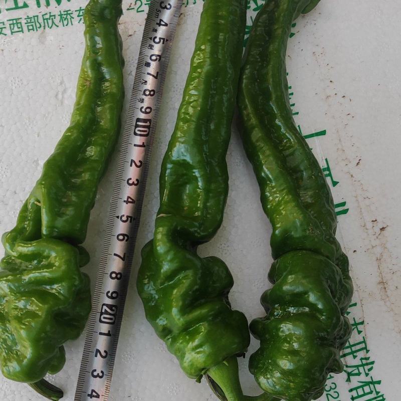 大量供应高山精品螺丝椒