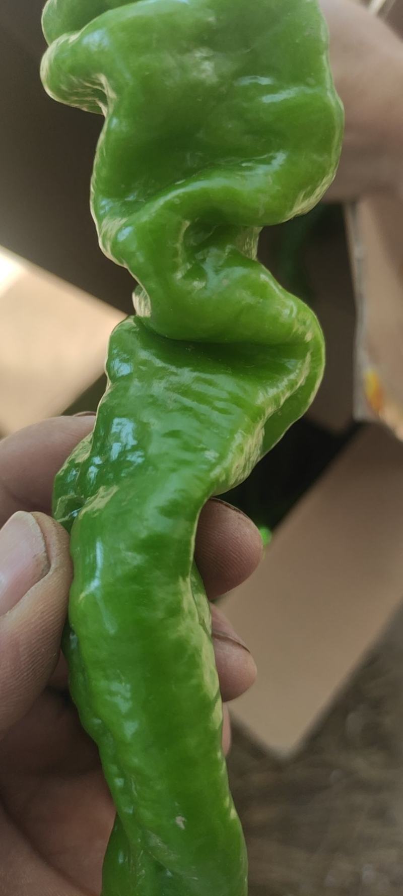 大量供应高山精品螺丝椒