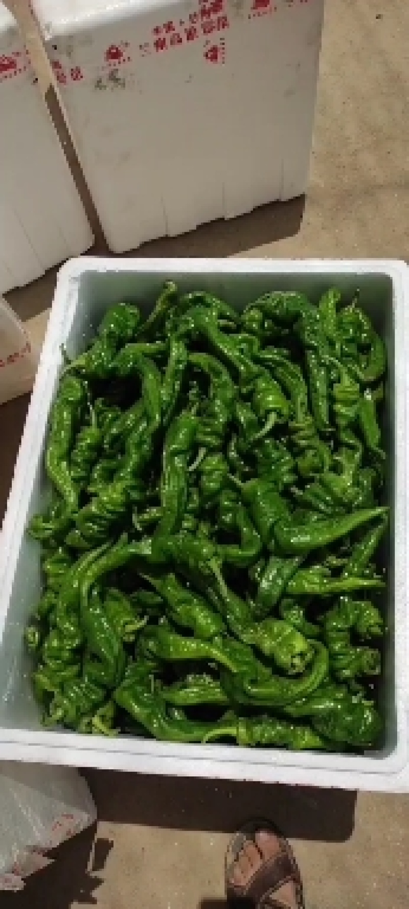 大量供应高山精品螺丝椒