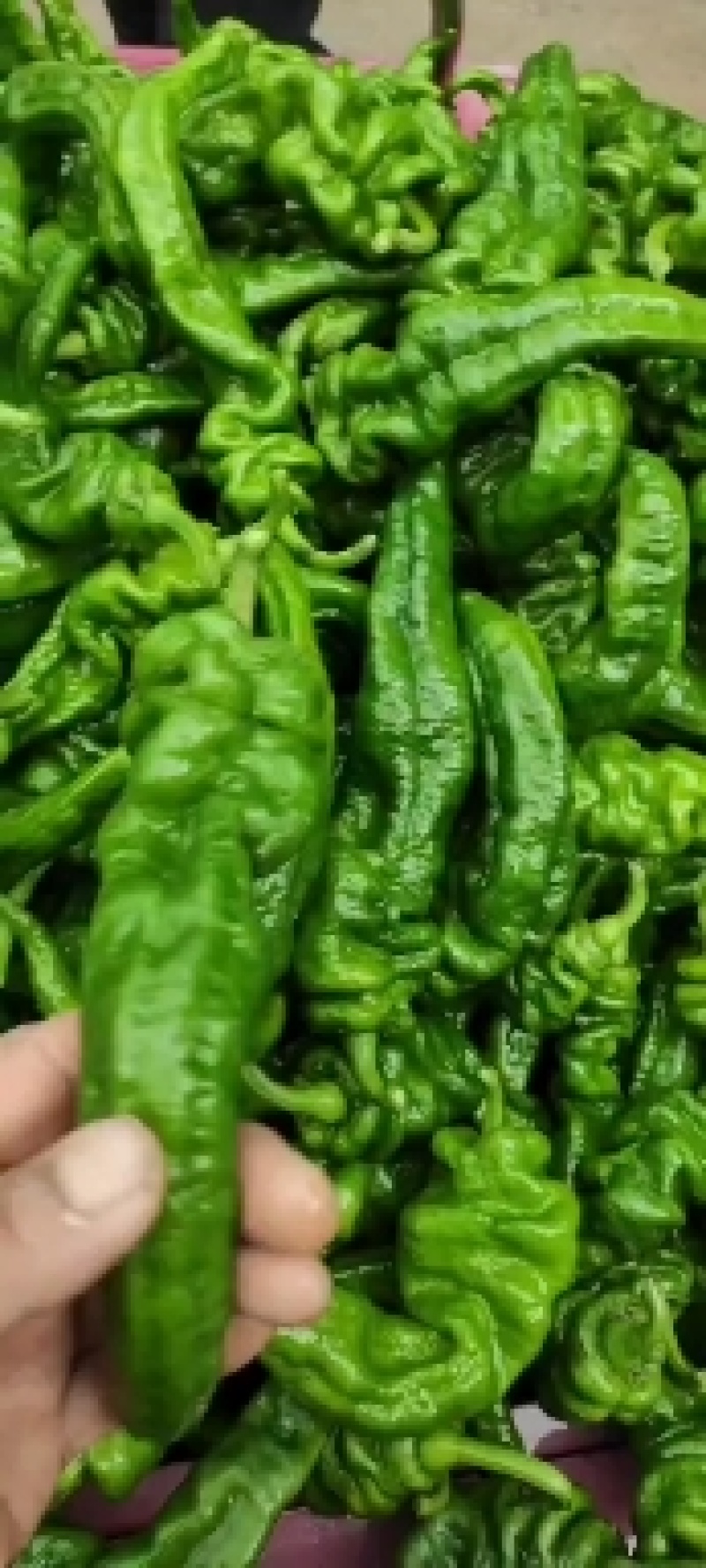 大量供应高山精品螺丝椒