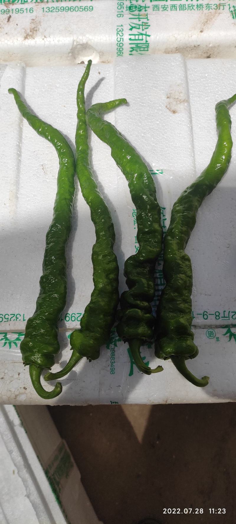 大量供应高山精品螺丝椒