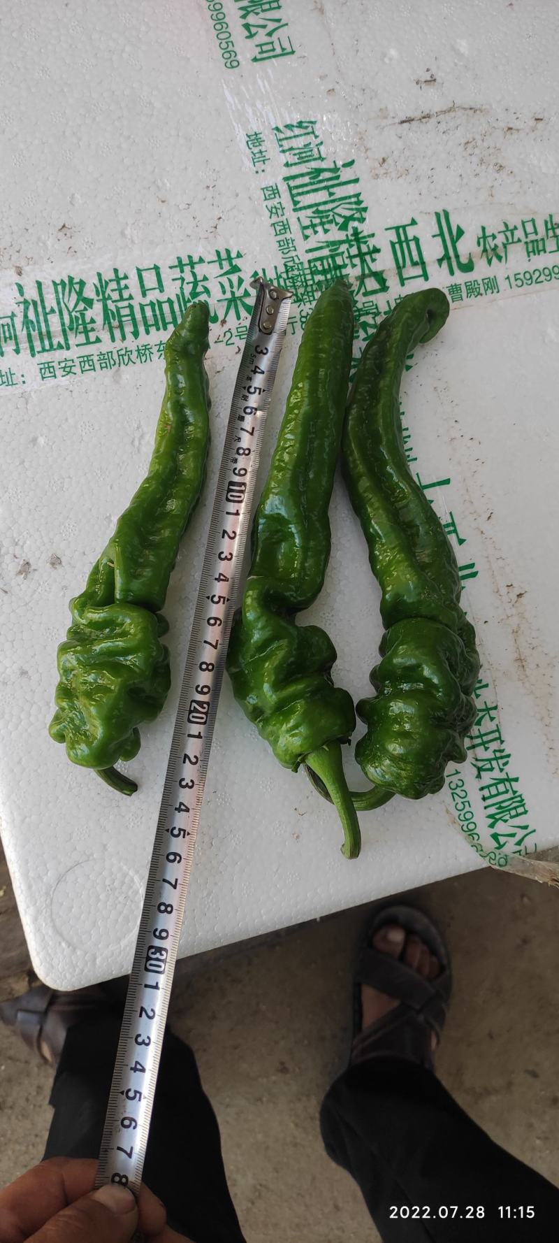 大量供应高山精品螺丝椒