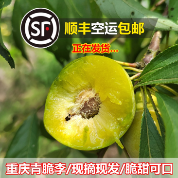 重庆晚熟青脆李脱骨李当季新鲜水果一件代发