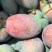 攀枝花凯特芒果正品保证