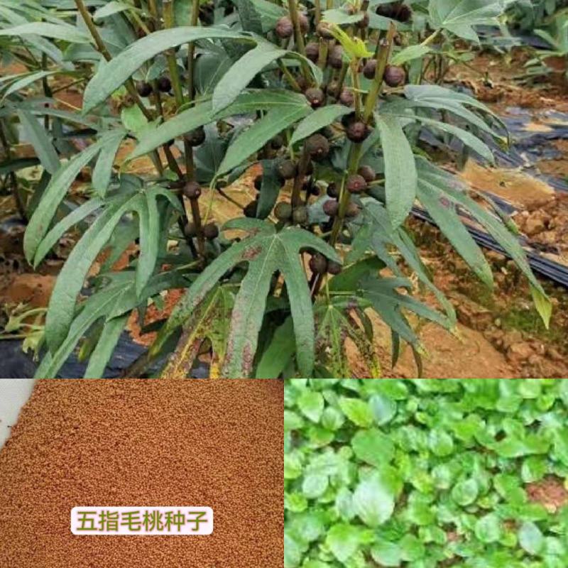 新鲜采摘五指毛桃种子成熟饱满发芽率高五指毛桃种子