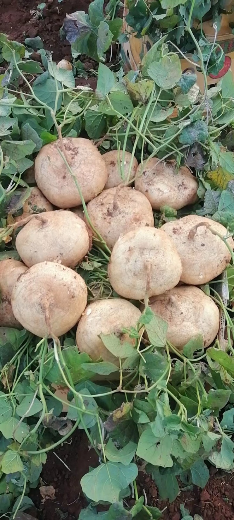 凉薯葛薯地瓜凉瓜地萝卜沙葛豆薯
