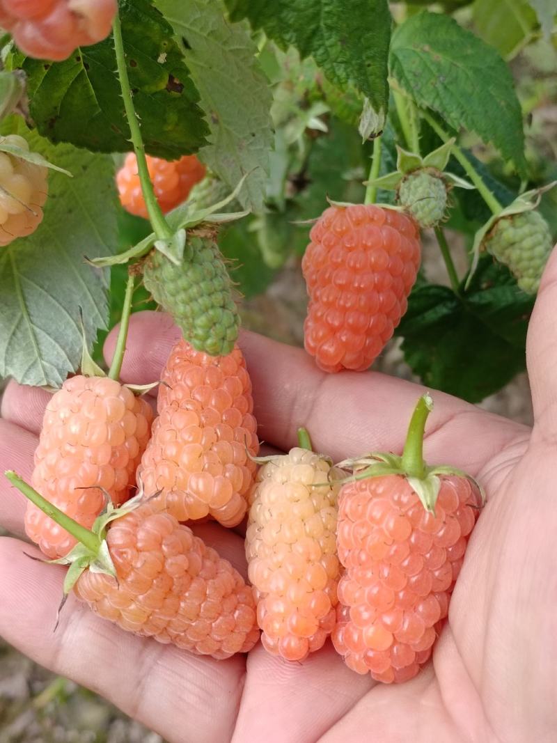 树莓苗，双季黄树莓苗，当年栽苗，当年结果，栽种一次几十年