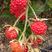 树莓苗，双季黄树莓苗，当年栽苗，当年结果，栽种一次几十年