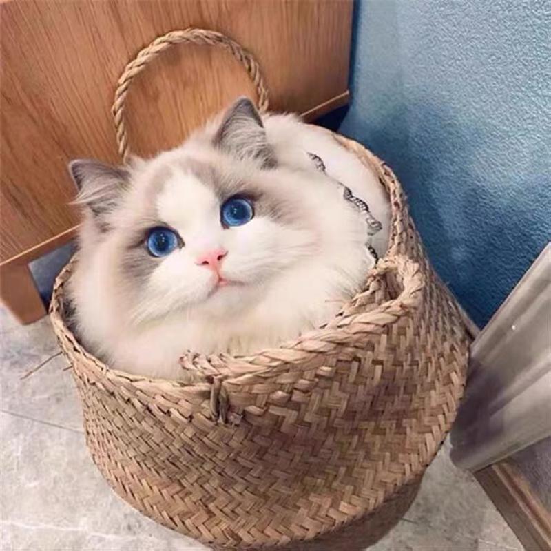 纯种布偶猫活体幼崽波斯海双蓝色宠物猫蓝眼睛布偶仙女黏人小