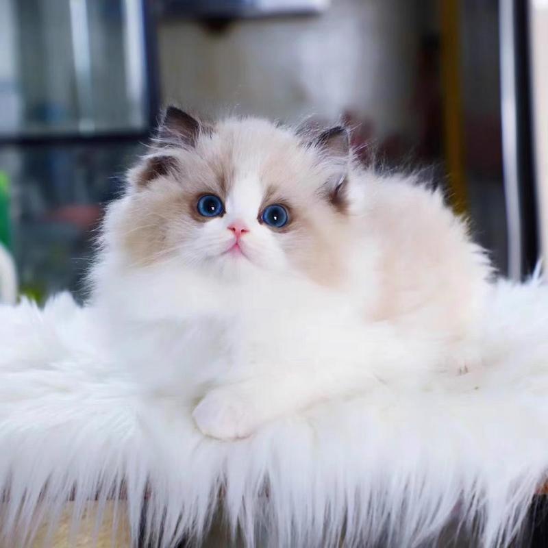 纯种布偶猫活体幼崽波斯海双蓝色宠物猫蓝眼睛布偶仙女黏人小