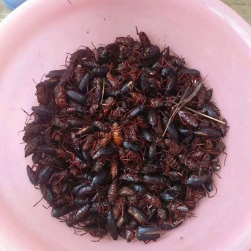 水牛昆虫