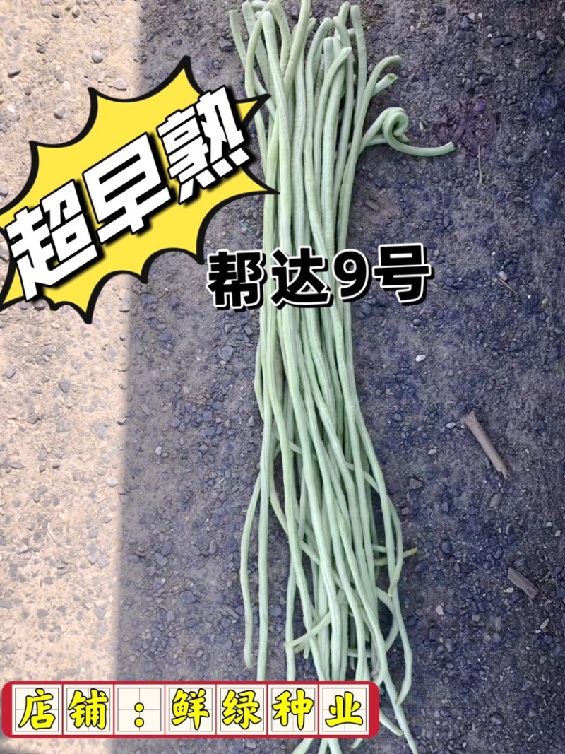 帮达9号豇豆全国保护地超早熟栽培无鼠尾不鼓籽、鲜荚绿白色