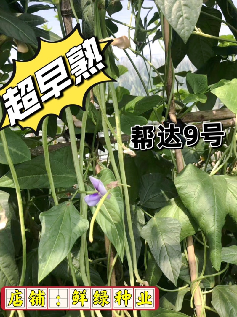 帮达9号豇豆全国保护地超早熟栽培无鼠尾不鼓籽、鲜荚绿白色