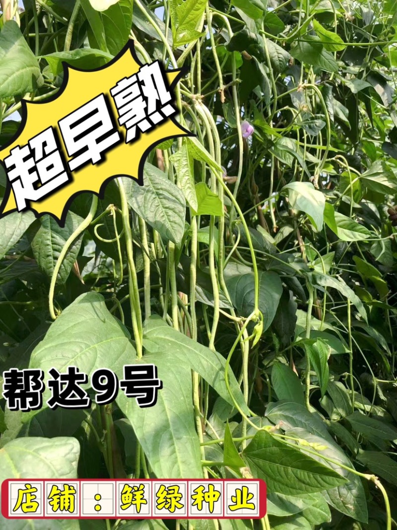 帮达9号豇豆全国保护地超早熟栽培无鼠尾不鼓籽、鲜荚绿白色