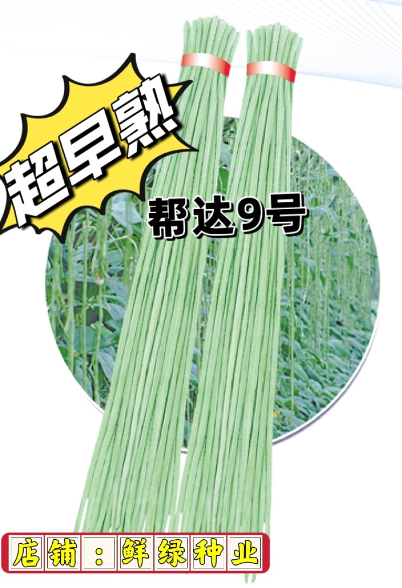 帮达9号豇豆全国保护地超早熟栽培无鼠尾不鼓籽、鲜荚绿白色