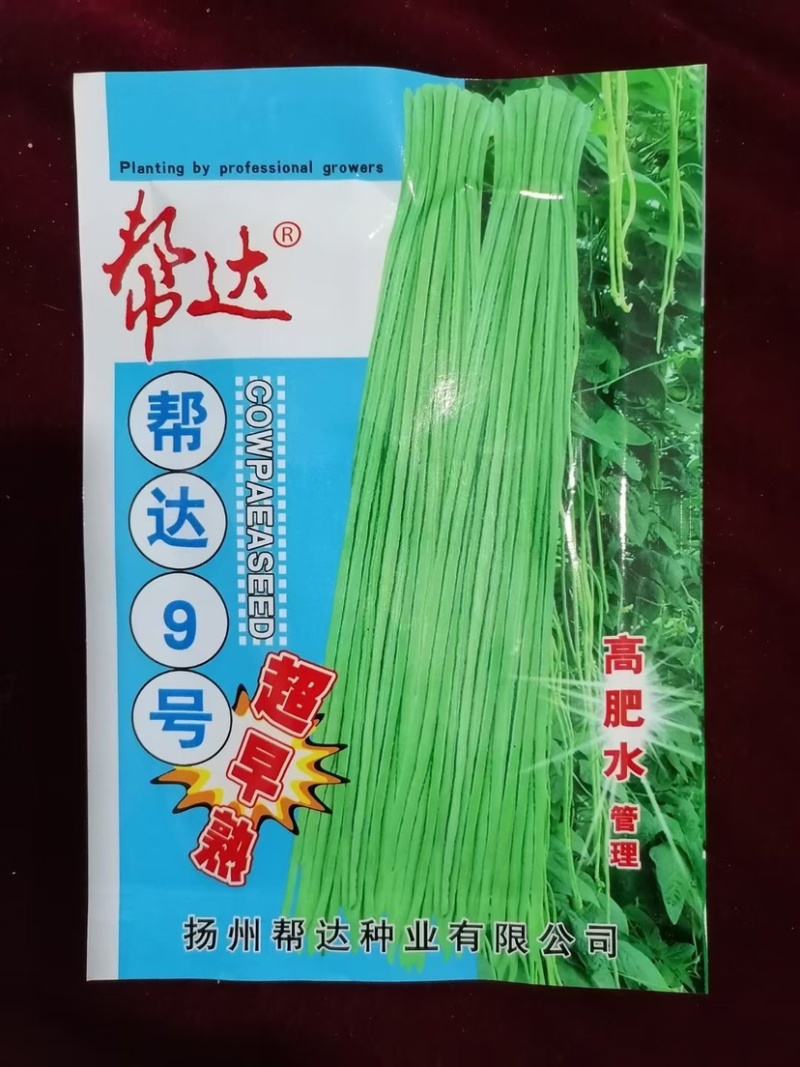 帮达9号豇豆全国保护地超早熟栽培无鼠尾不鼓籽、鲜荚绿白色