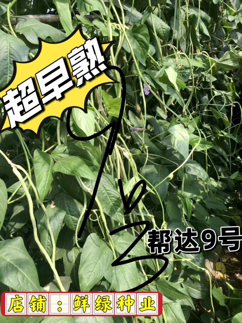 帮达9号豇豆全国保护地超早熟栽培无鼠尾不鼓籽、鲜荚绿白色