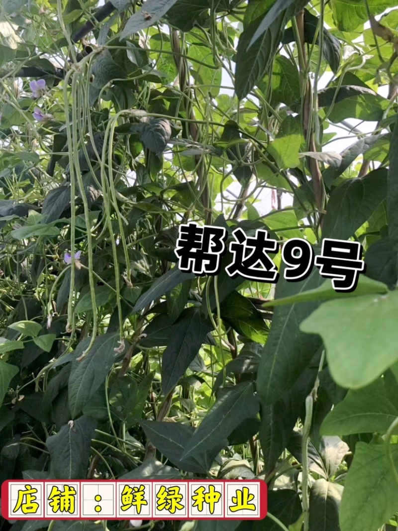 帮达9号豇豆全国保护地超早熟栽培无鼠尾不鼓籽、鲜荚绿白色