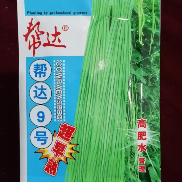 帮达9号豇豆全国保护地超早熟栽培无鼠尾不鼓籽、鲜荚绿白色