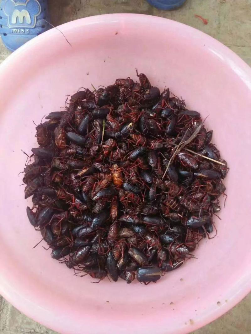 新鲜水牛昆虫，马上立秋。有货，想找收购商