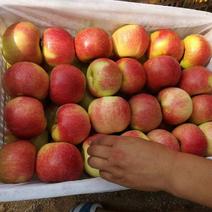 山东冰糖红露苹果大量上市了，产地直销，货源充足，口感脆甜