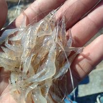 河虾河虾干，一手货源，规格齐全，有新鲜河虾和虾干，电联