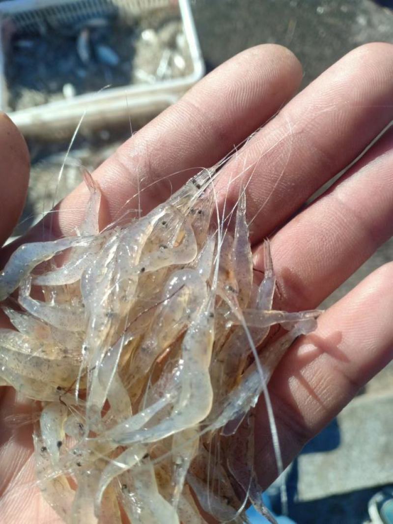 河虾河虾干，一手货源，规格齐全，有新鲜河虾和虾干，电联