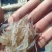 河虾河虾干，一手货源，规格齐全，有新鲜河虾和虾干，电联