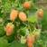 树莓苗，双季金丰黄树莓苗现在栽苗明年挂果，产量高，果个大