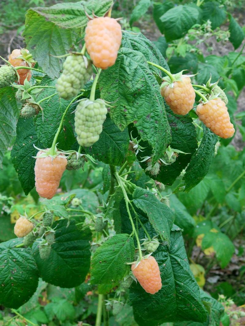 树莓苗，双季金丰黄树莓苗现在栽苗明年挂果，产量高，果个大
