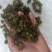 菹草种子（麦黄草种）