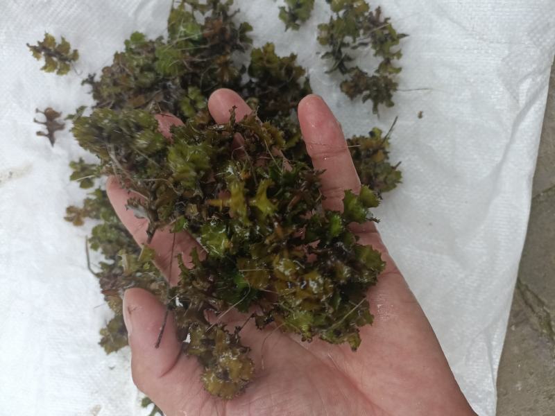 菹草种子（麦黄草种）