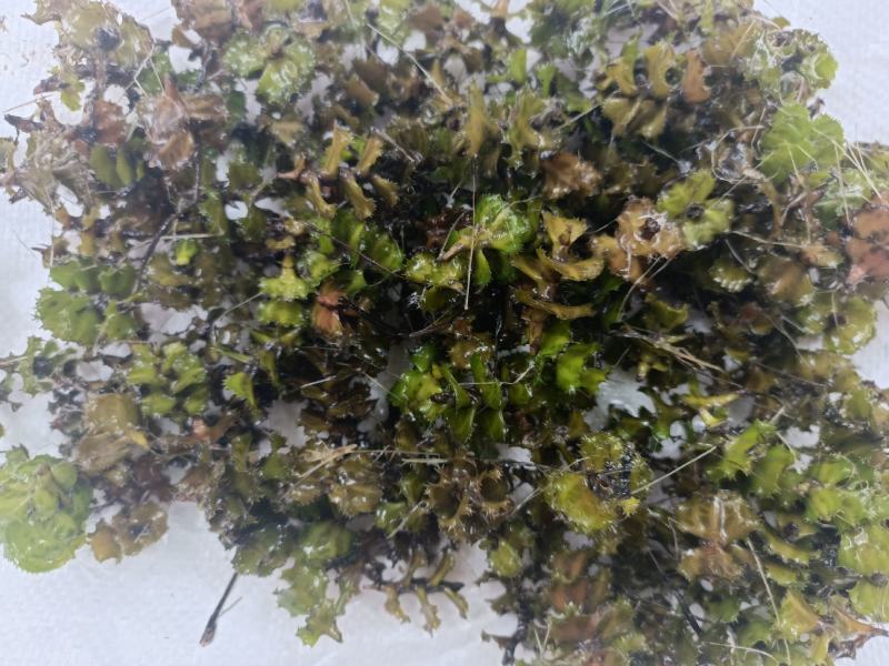 菹草种子（麦黄草种）