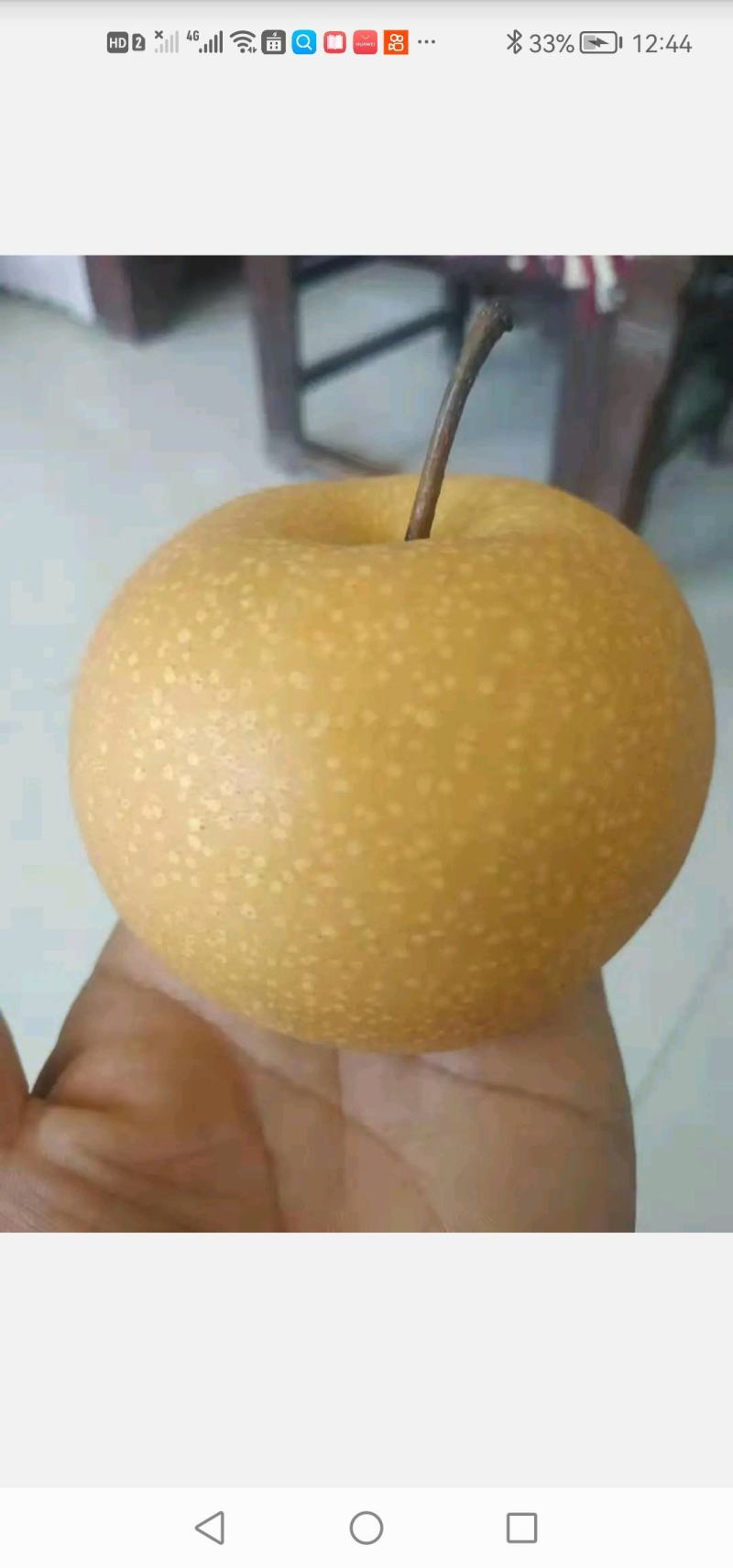 秋月梨
