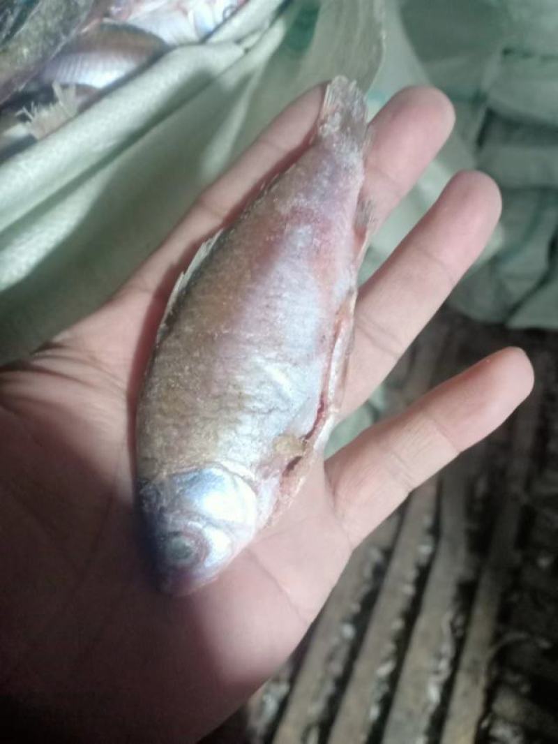 天然河鱼鲫鱼渔场大量供货有需要的老板电话联系