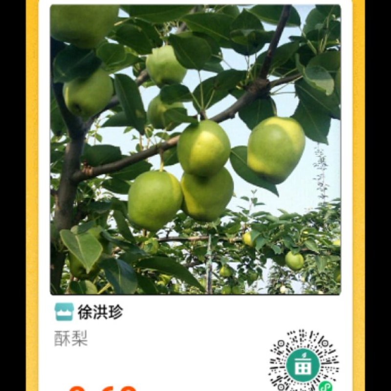 山东滨洲市阳信县河流镇徐大村早酥梨生产基地