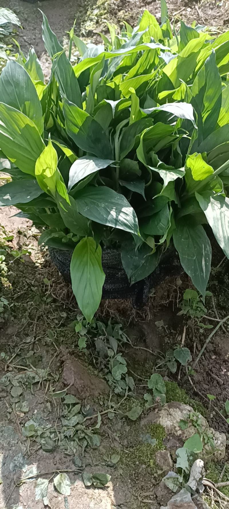 云南省马关县本地草果大批量待售，约200w株，量大可优惠