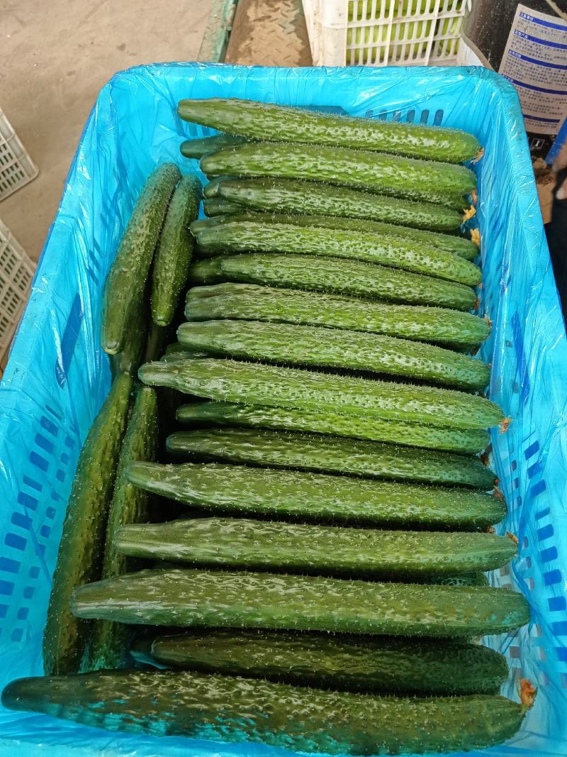 大家好我是河北省邯郸市丛台区黄瓜产地，大量有货
