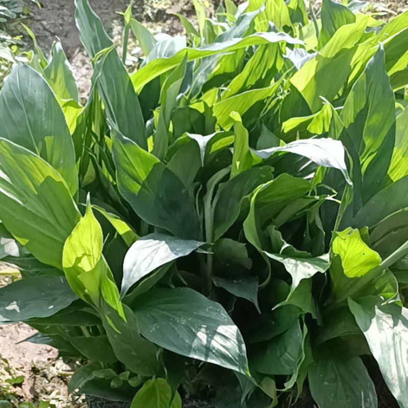 云南省马关县本地草果大批量待售，约200w株，量大可优惠
