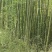 杨氏竹业加工厂