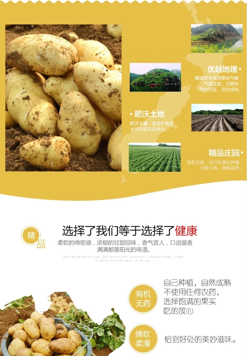 【推荐】甘肃高原地区种植土豆大量批发、定西土豆产地直销