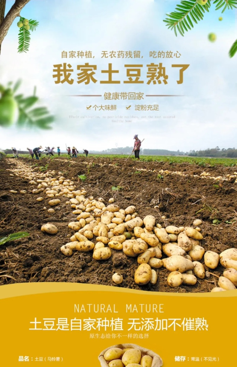 【推荐】甘肃高原地区种植土豆大量批发、定西土豆产地直销