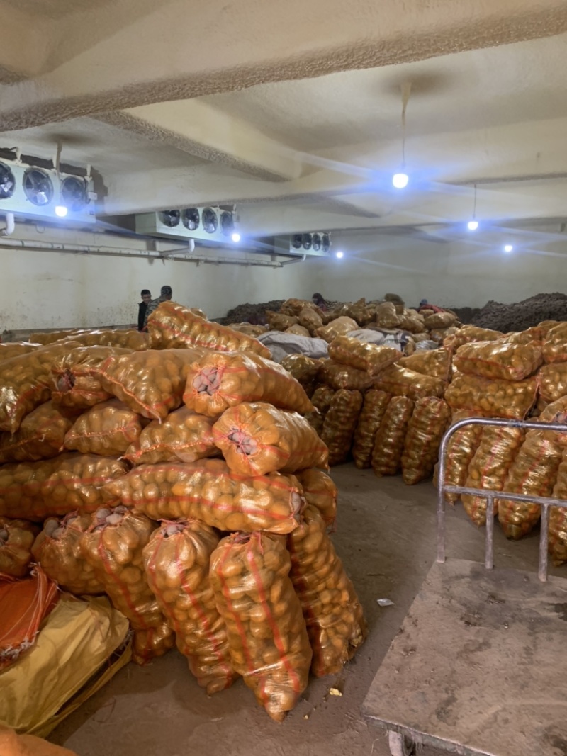 【推荐】甘肃高原地区种植土豆大量批发、定西土豆产地直销