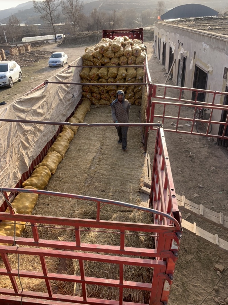 【推荐】甘肃高原地区种植土豆大量批发、定西土豆产地直销