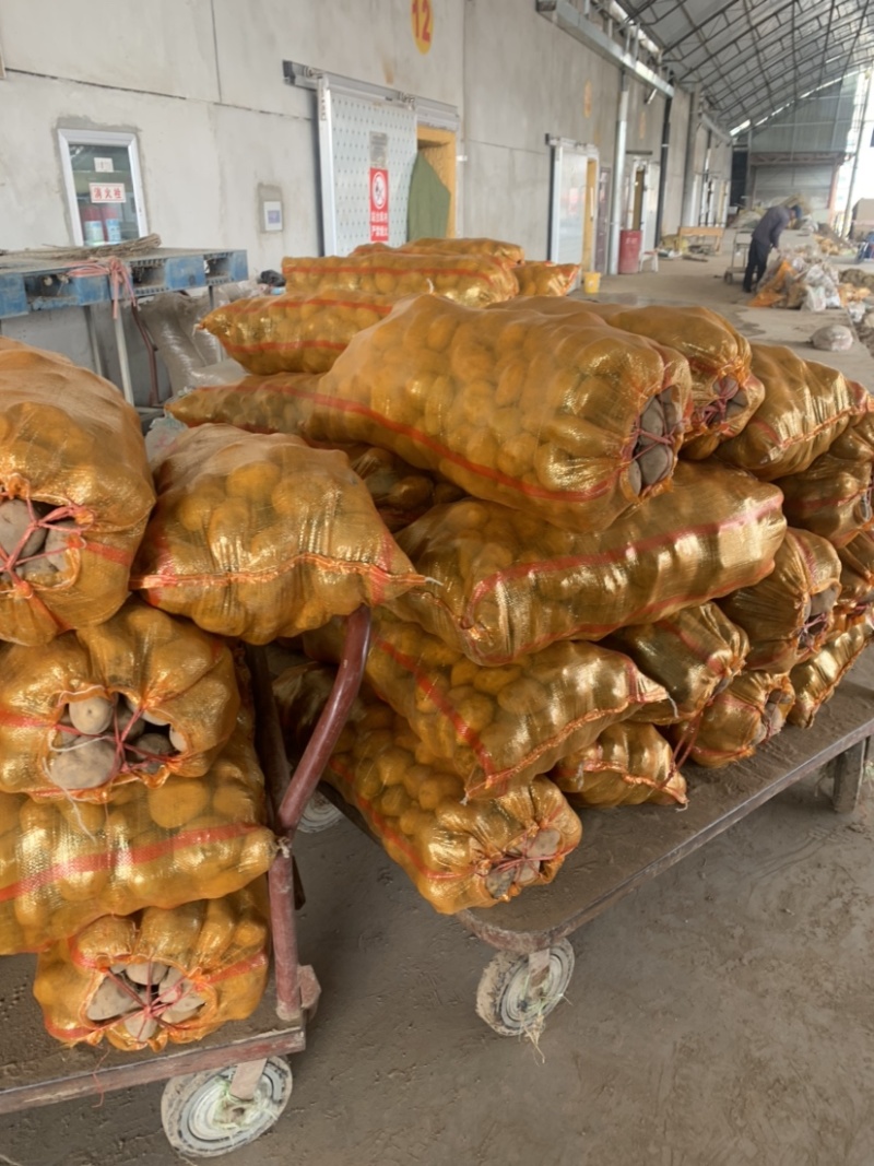 【推荐】甘肃高原地区种植土豆大量批发、定西土豆产地直销