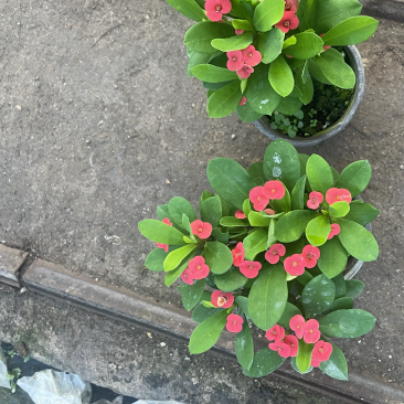 虎刺梅，麒麟花，铁海棠，开花植物，全年开花