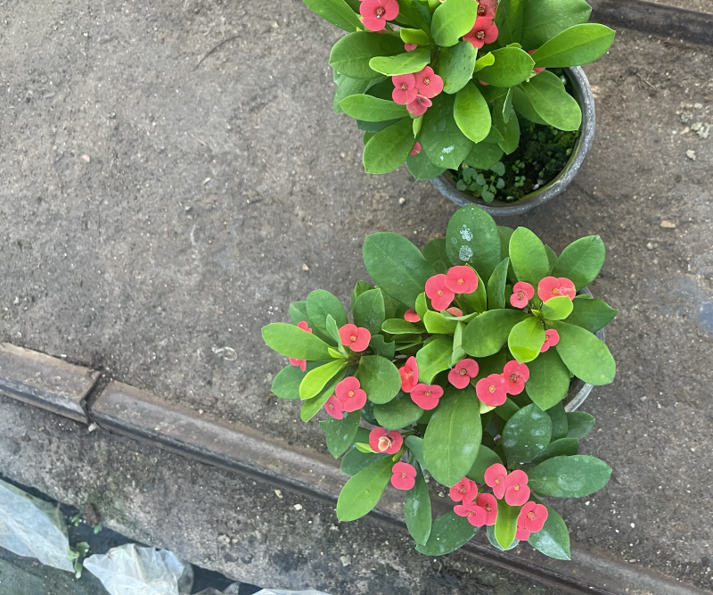 虎刺梅，麒麟花，铁海棠，开花植物，全年开花